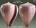 Conus patricius  Hinds, R.B., 1843