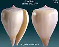 Conus patricius  Hinds, R.B., 1843