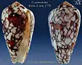 Conus penanceus Born, I. von, 1778