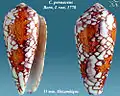 Conus pennaceus Born, I. von, 1778