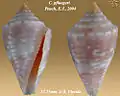 Conasprella pfluegeri (Petuch, 2003)
