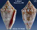 Conasprella pfluegeri (Petuch, 2003)