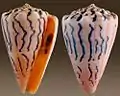 Conus princeps Linnaeus, C., 1758