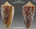 Conus proximus  Sowerby, G.B. II, 1859