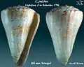 Conus pulcher Lightfoot, J. in Solander, 1786