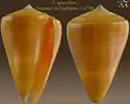 Conus quercinus Solander in Lightfoot, J., 1786