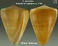 Conus quercinus Solander in Lightfoot, J., 1786