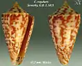 Conus regularis  Sowerby, G.B. I, 1833