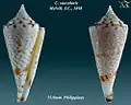 Conasprella saecularis (Melvill, J.C., 1898)