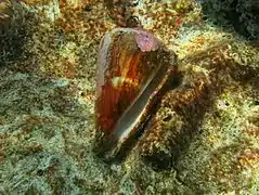 conus sp.
