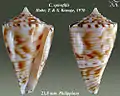 Conasprella spirofilis (Habe, T. & S. Kosuge, 1970)