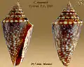 Conasprella stearnsii  Conrad, T.A., 1869