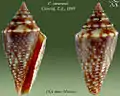 Conasprella stearnsii  Conrad, T.A., 1869