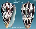 Conus striatus Linnaeus, C., 1758
