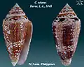 Conus telatus Reeve, L.A., 1848