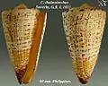 Conus thalassiarchus  Sowerby, G.B. I, 1833