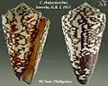 Conus thalassiarchus  Sowerby, G.B. I, 1833