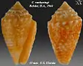 Conasprella vanhyningi (Rehder, H.A., 1944)