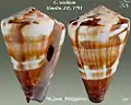 Conus vexillum Gmelin, J.F., 1791