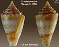 Conasprella wakayamaensis (Kuroda, T., 1956)