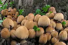 A cluster of about two dozen tawny-brown mushrooms growing from the base of a tree.