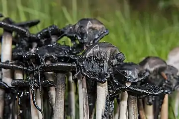 Late stage deliquescence of Coprinus comatus mushrooms
