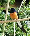 Male at Durrell Wildlife Park, Jersey