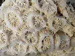 Photograph of coral detail
