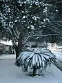 Snow in Corpus Christi, 2004