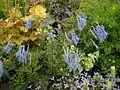 Corydalis flexuosa