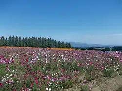 Cosmos in Ikoma Plateau