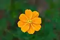 Cosmos sulphureus