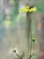 Cosmos sulphureus, buds, flower and leaves