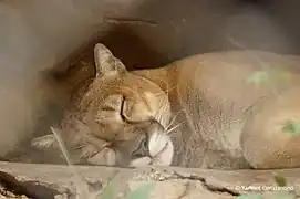 Puma