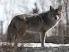 Canis latrans incolatus