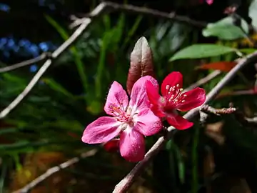 Pink blossom