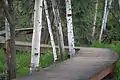 View of the elevated trail through the boreal forest at Creamers Field