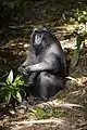 A crested black macaque (M. nigra)