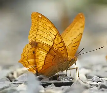 Ventral view (male)