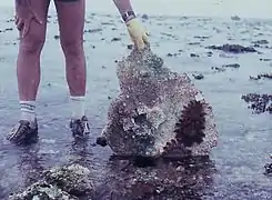 Juveniles concealed under coral rubble