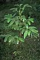 Juvenile jackwood growing at Chatswood West