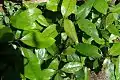 Jackwood seedlings