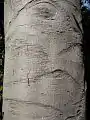 Cryptocarya obovata - bark