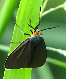 For comparison Virginia ctenucha (Ctenucha virginica)