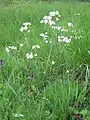 Cardamine pratensis growing in Wiltshire, UK