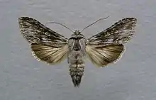 Cucullia xeranthemi