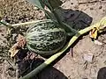 Immature Fruit, Aurora, Colorado