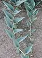 Buffalo gourd in Albuquerque, New Mexico