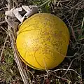 Mature fruit, Pomona, California