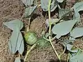 Buffalo gourds in Puente Hills, California